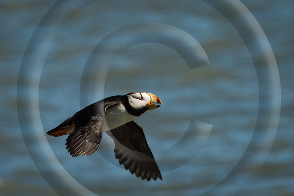 Puffin Horned 6 -  BA-HP_006_K417238