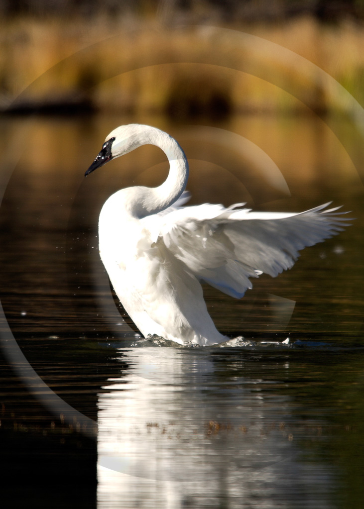 Swans 3 -  BD-TS_003_DSC_1816