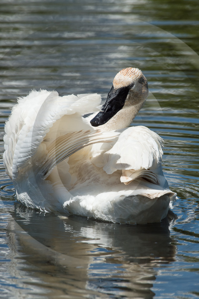 Swans 4 - BD-TS_004_K412231