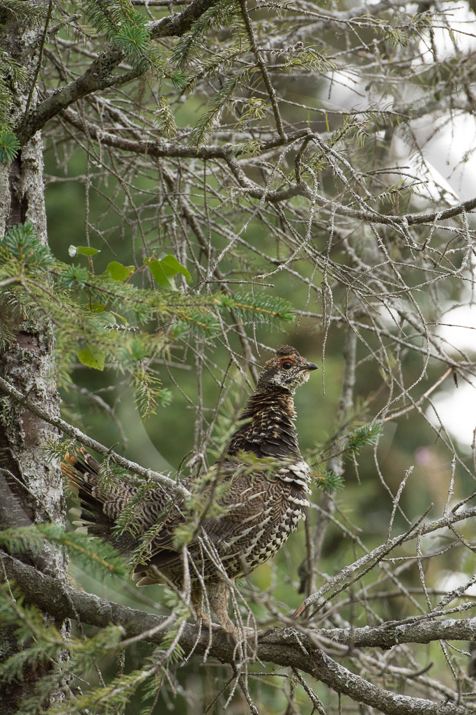 Willow Ptarmigan 1 - BC-WP_001_K410862