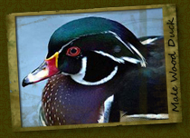 male mallard duck