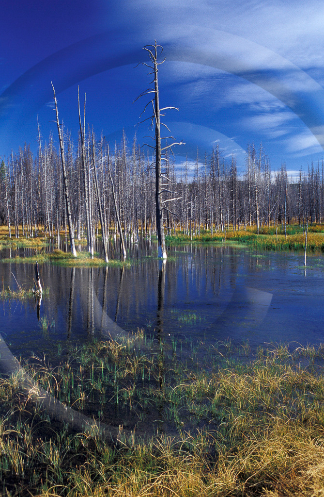 LS - Wyoming 22 -  L-WY-YLNP_006_T_049_129_2001