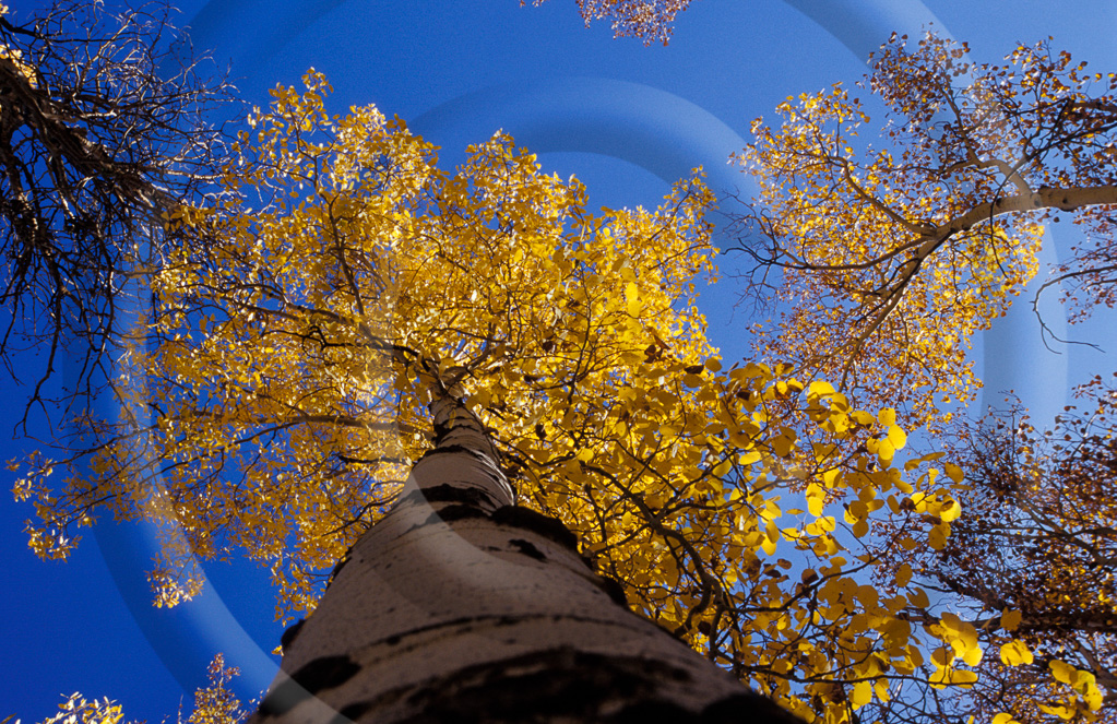 LS - Wyoming 33 -  T 67_030_2003