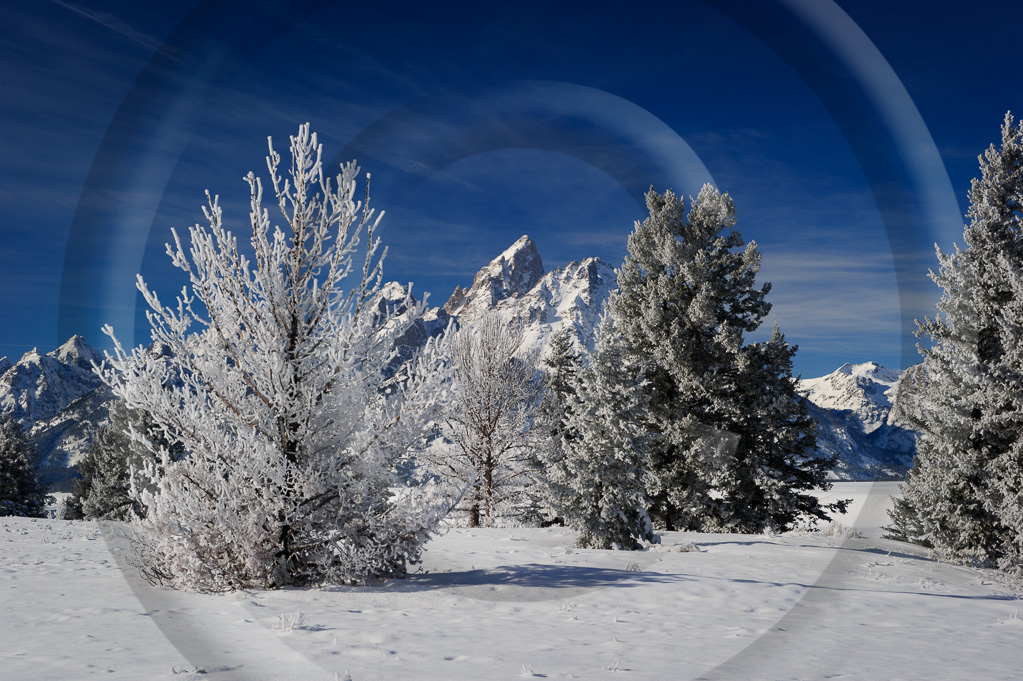 LS - Wyoming 41 - L-WY-GTNP_041_W301956