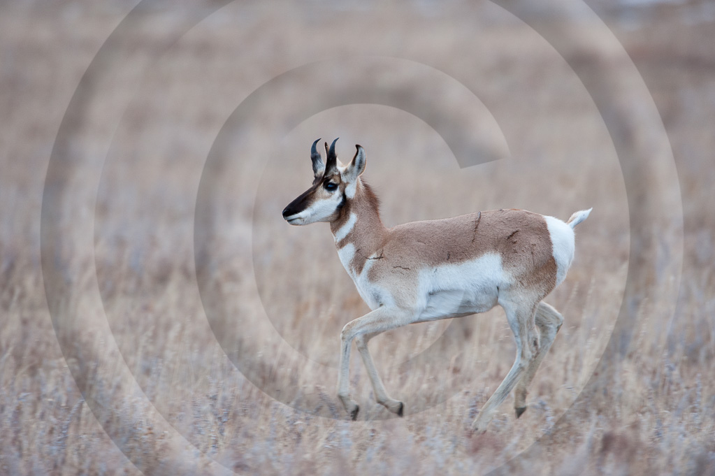 Antelope 4_K348924