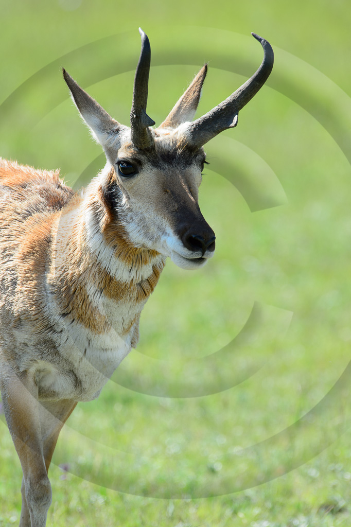 Antelope 5 - ML-HD-PN_005_K419625