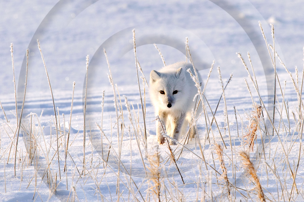 Arctic Fox 1 - ML-FS-AF_001_KED_K343497