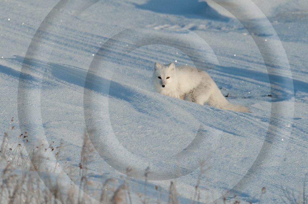 Arctic Fox 2_K343392