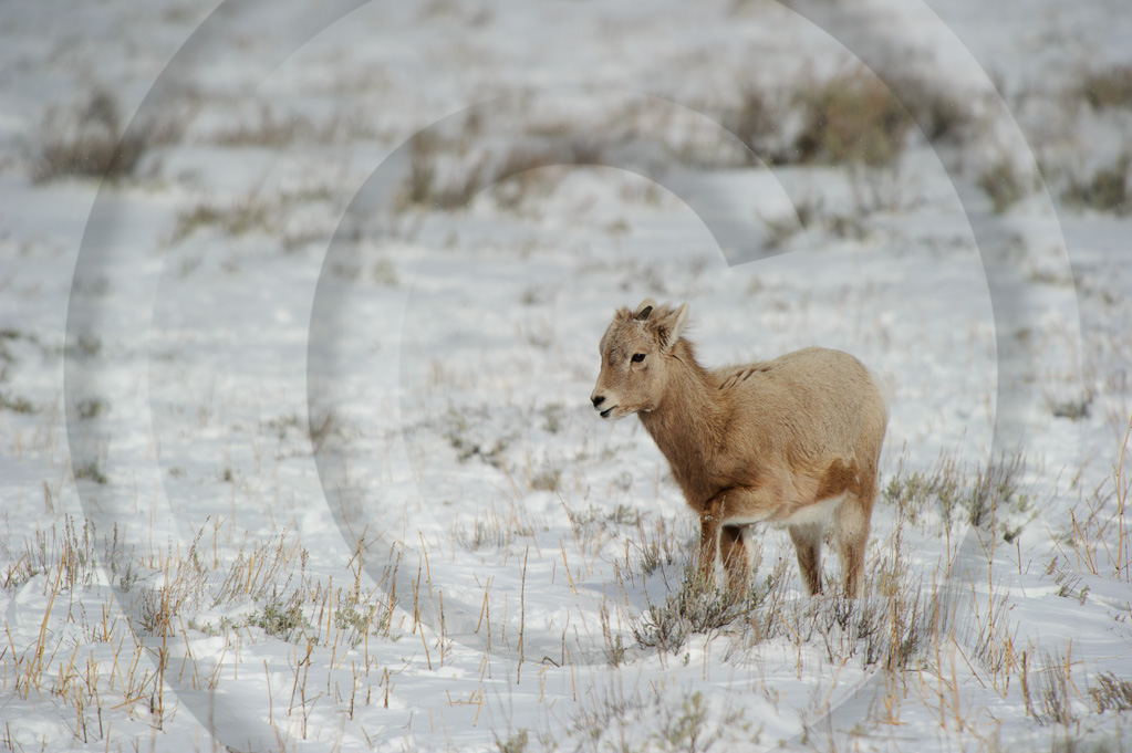 Big Horn Sheep 10 -  ML-HD-MB_010_W302757