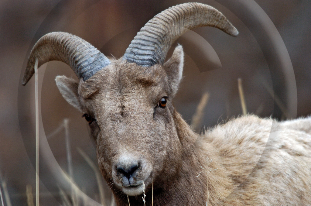 Big Horn Sheep 1 -  ML-HD-MB_001_KED4941