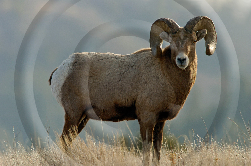 Big Horn Sheep 2 -  ML-HD-MB_002_KED5108