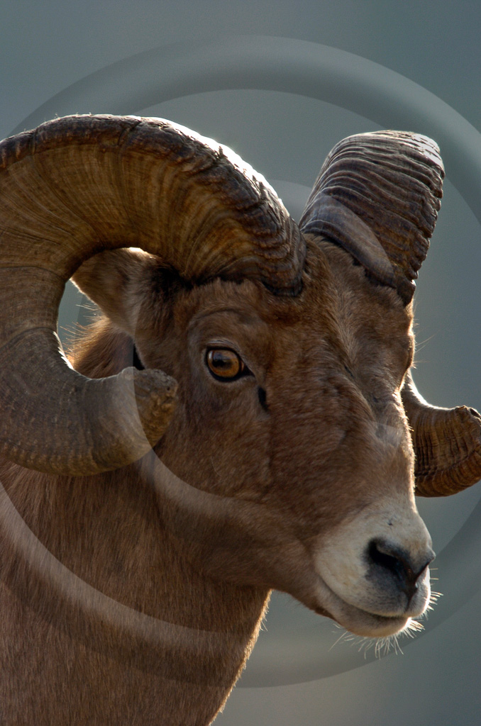 Big Horn Sheep 3 -  ML-HD-MB_003_KED5237