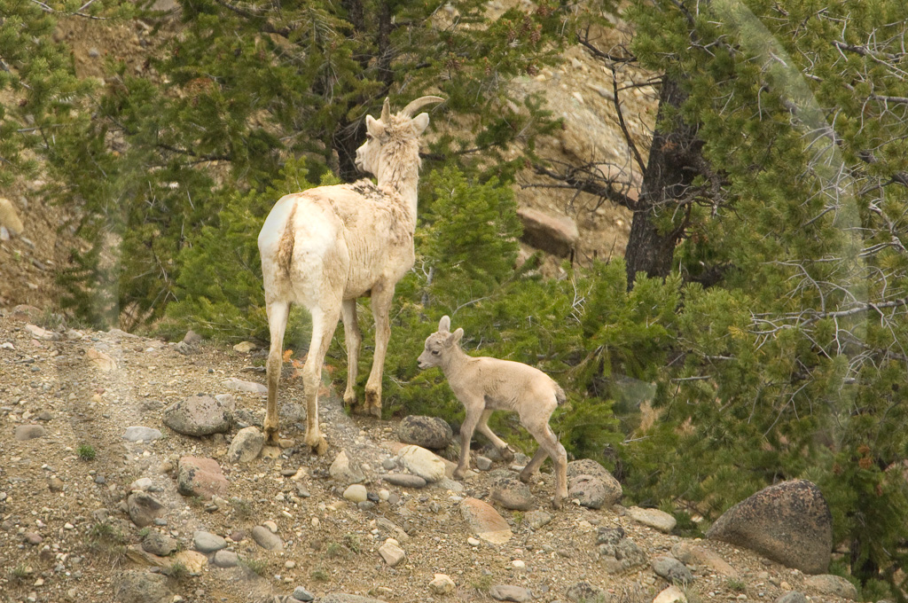 Big Horn Sheep 5 -  ML-HD-MB_005_KX14355