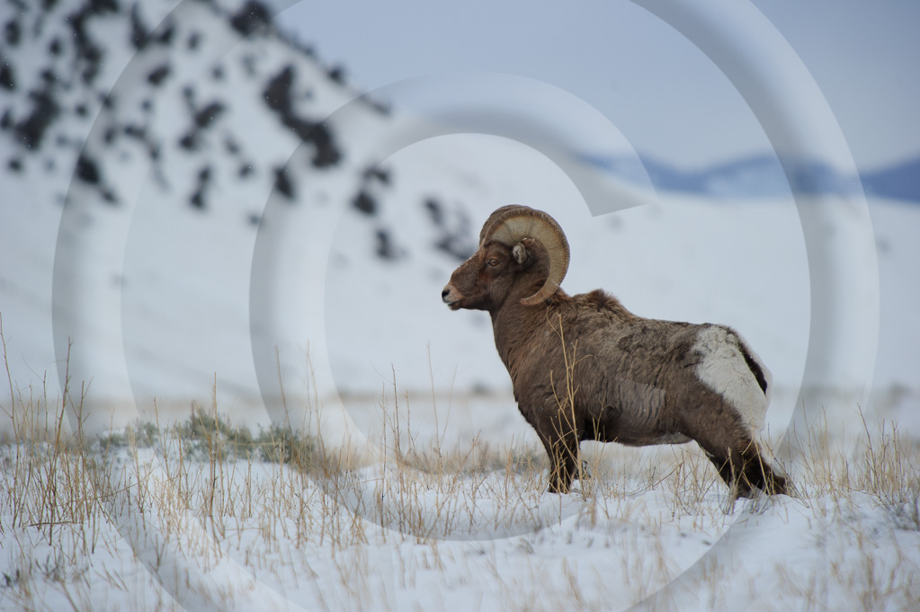 Big Horn Sheep 8 -  ML-HD-MB_008_W303445