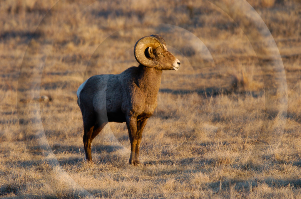 Big Horn Sheep 9 -  ML-HD-MB_009_KED5355