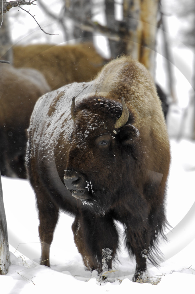 Bison 10 -  ML-HD-BN_011_KX00991