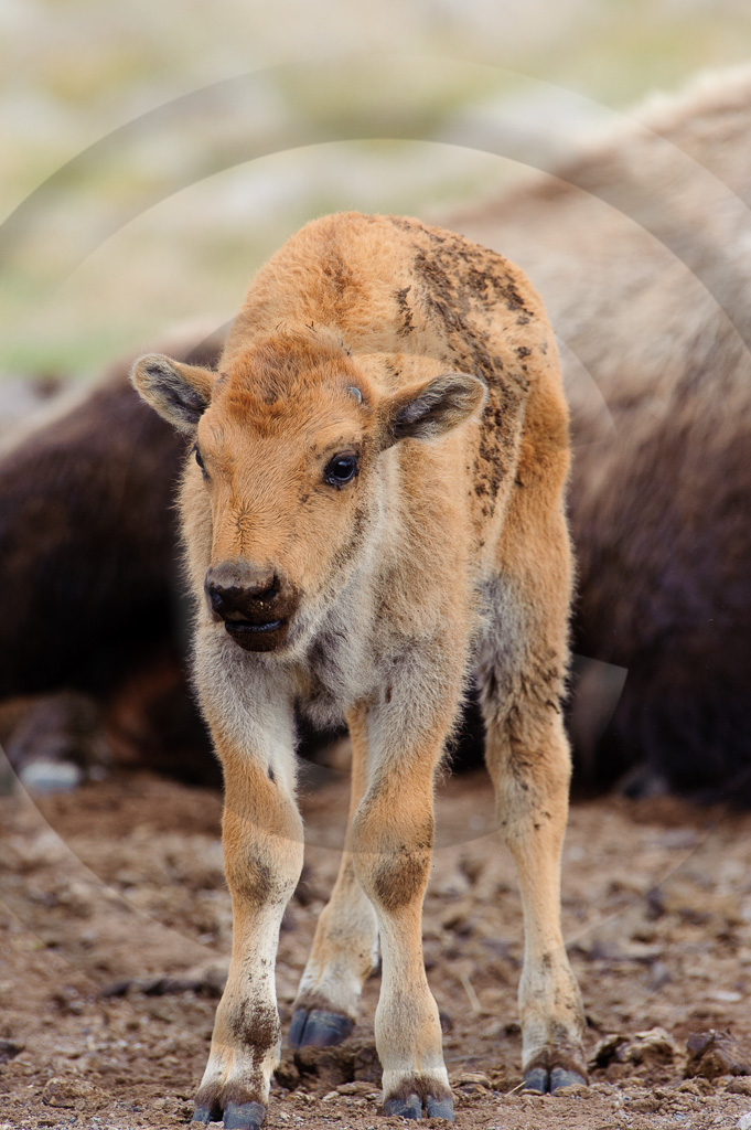 Bison 14 -  ML-HD-BN_015_K320672