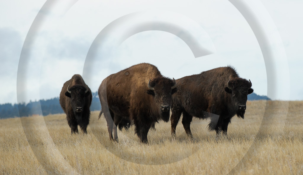 Bison 17_W308033