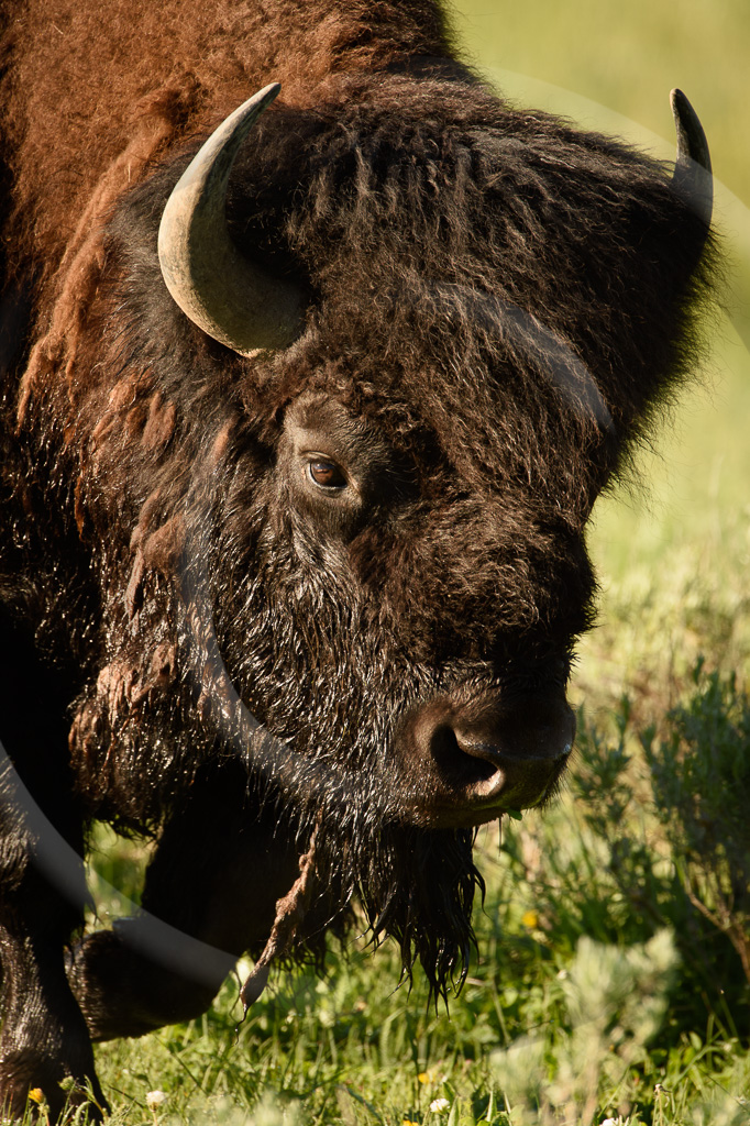 Bison 19 - ML-HD-BN_019_K410390