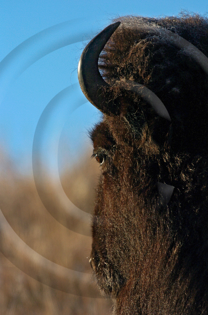 Bison 3 -  ML-HD-BN_003_KED5497