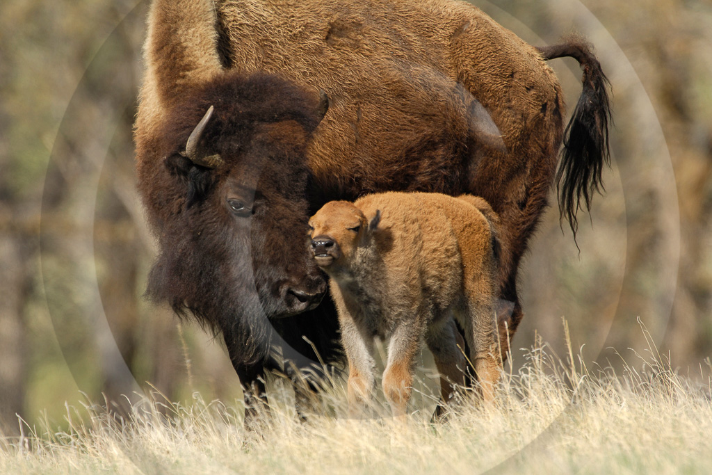 Bison 5 -  ML-HD-BN_005_KD17059