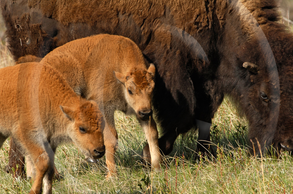 Bison 7 -  ML-HD-BN_007_KD17479