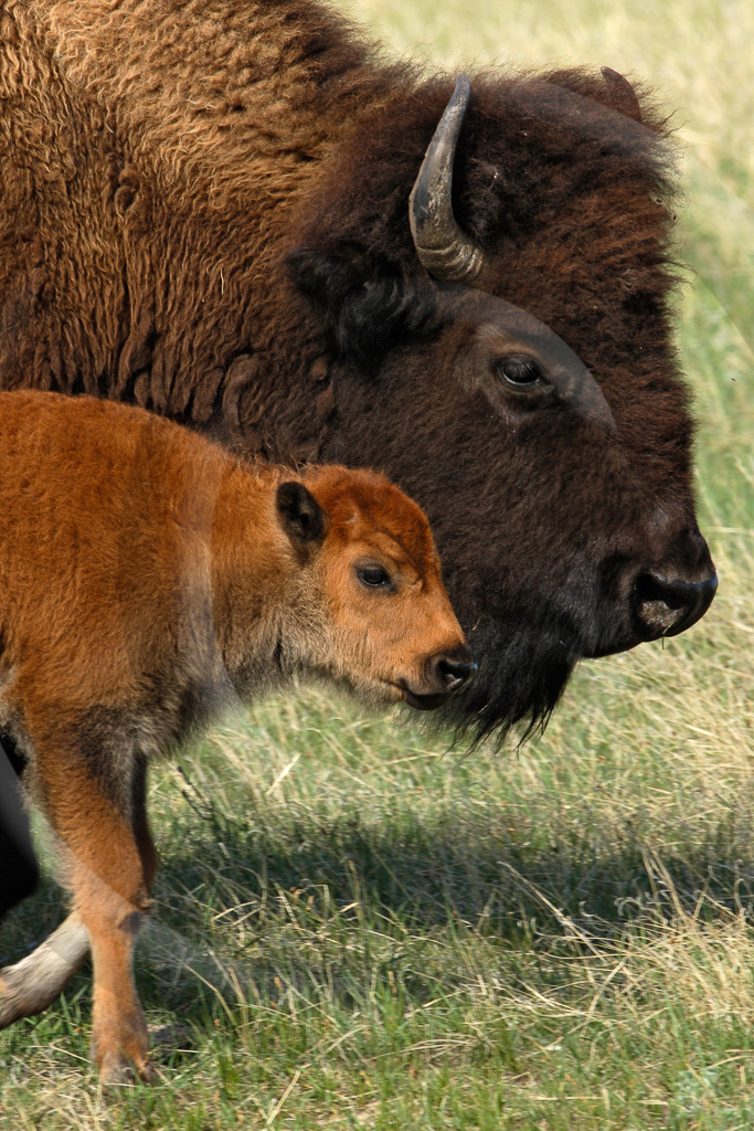 Bison 8 -  ML-HD-BN_008_KD17503