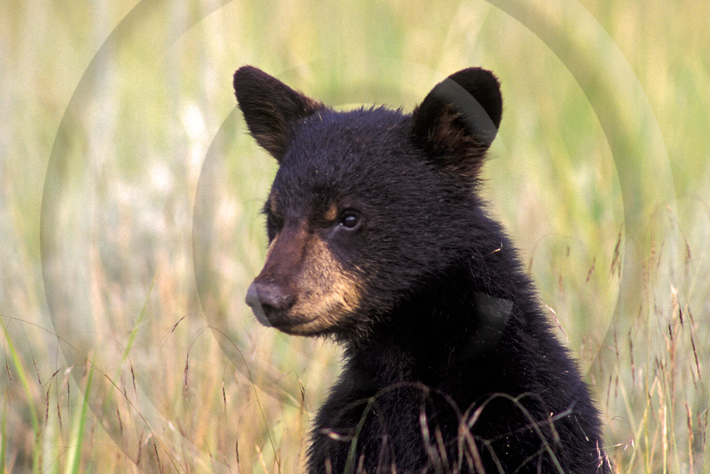 Black Bear 1 -  ML-BE-BE_001_T_043_080_2000