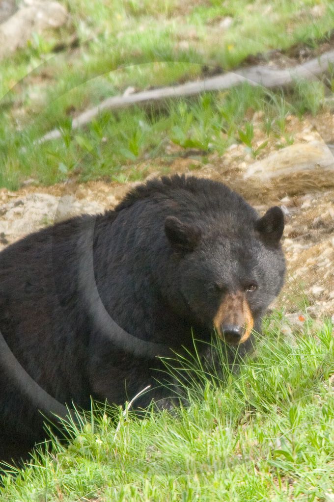 Black Bear 2 -  ML-BE-BE_002_WX07143