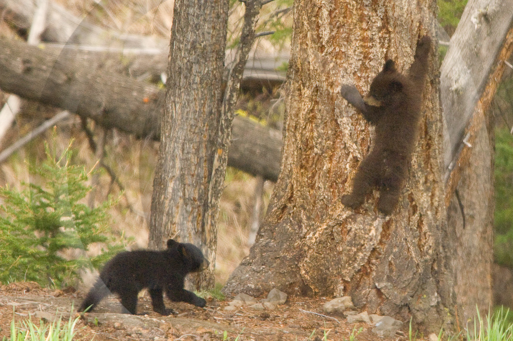 Black Bear 3 -  ML-BE-BE_003_WX07354