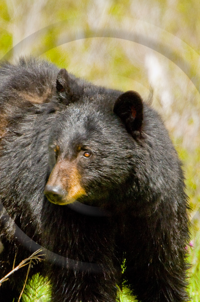 Black Bear 5 -  ML-BE-BE_005_KX14701