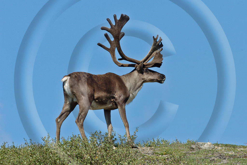 Caribou 1 - ML-AR-CU_001_KED0256