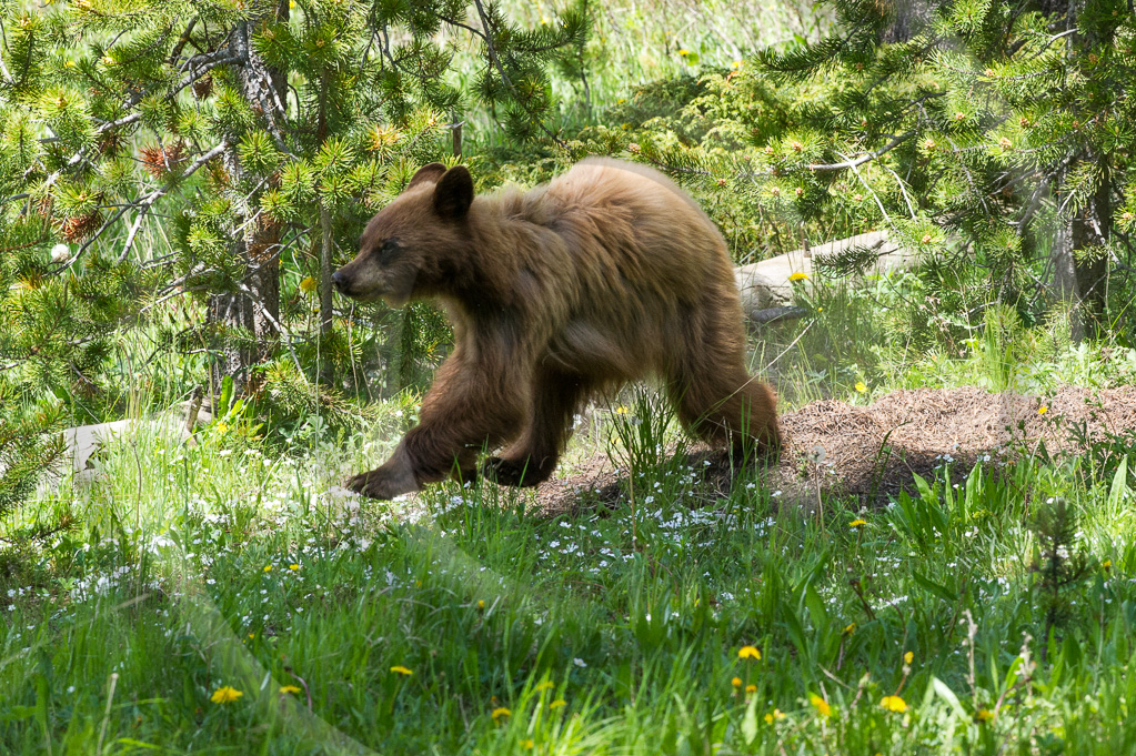 Cinnamon Bear 1 - ML-BE-CN_001_W306223