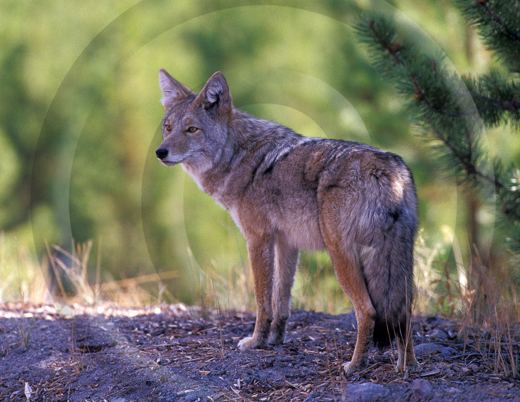 Coyote 1 -  ML-WS-CE_001_T_066_025_2003