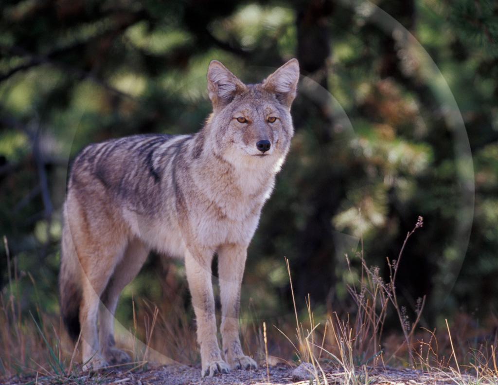 Coyote 2 -  ML-WS-CE_002_T_066_031_2003