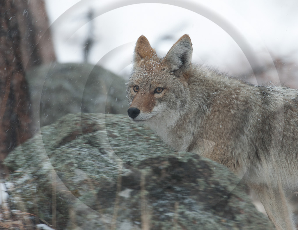 Coyote 3 -  ML-WS-CE_003_K338770