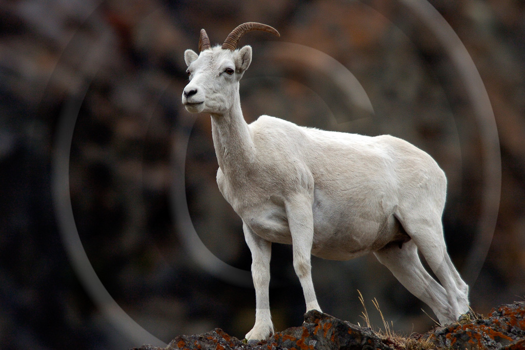 Dall Sheep 1 - ML-HD-DS_001_KED0344