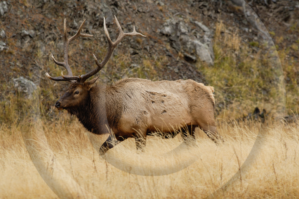 Elk 12 -  ML-AR-RE_011_KD10975