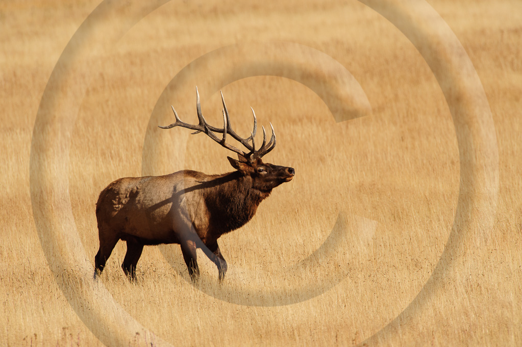 Elk 13 -  ML-AR-RE_012__K302445