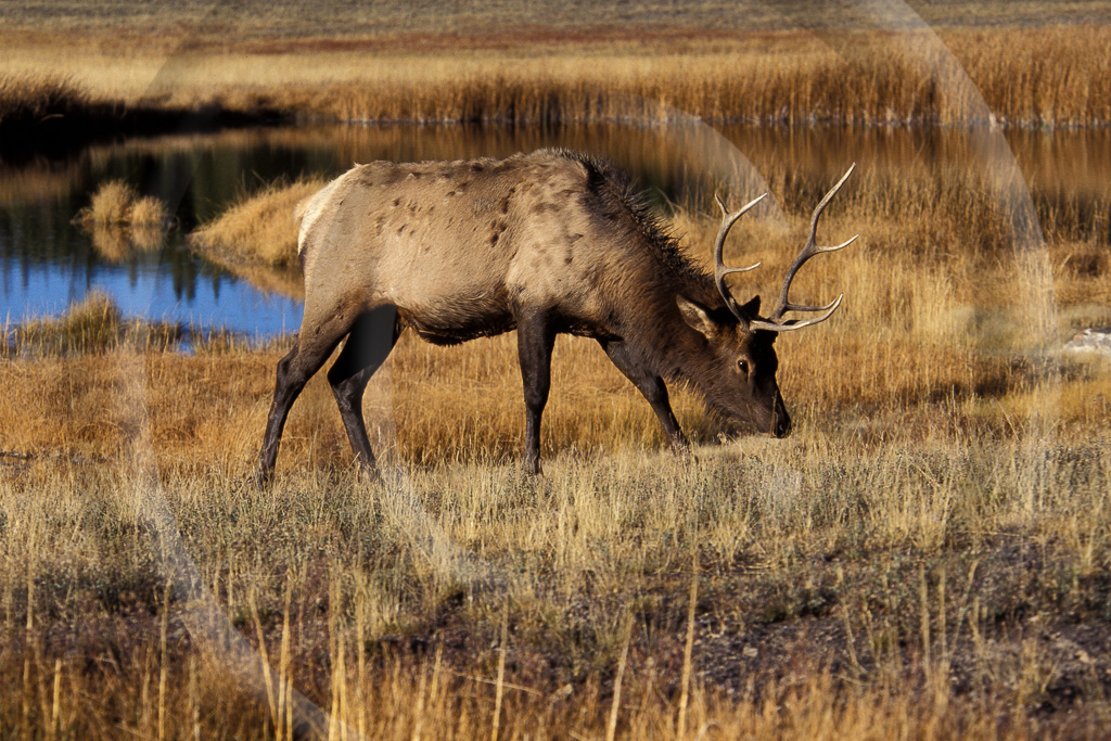 Elk 16 - ML-AR-RE_016_KED_T_065_001_2003