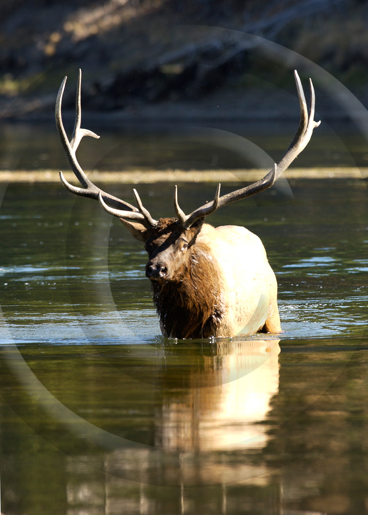 Elk 4 -  ML-AR-RE_003_DSC_2150