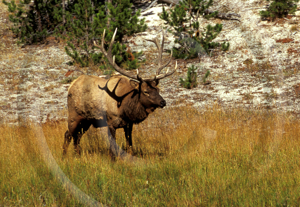 Elk 5 -  ML-AR-RE_004_T_049_124_2001