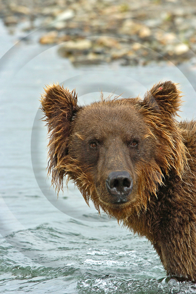 Grizzly Bear 10 -  ML-BE-GB_010_KED2010