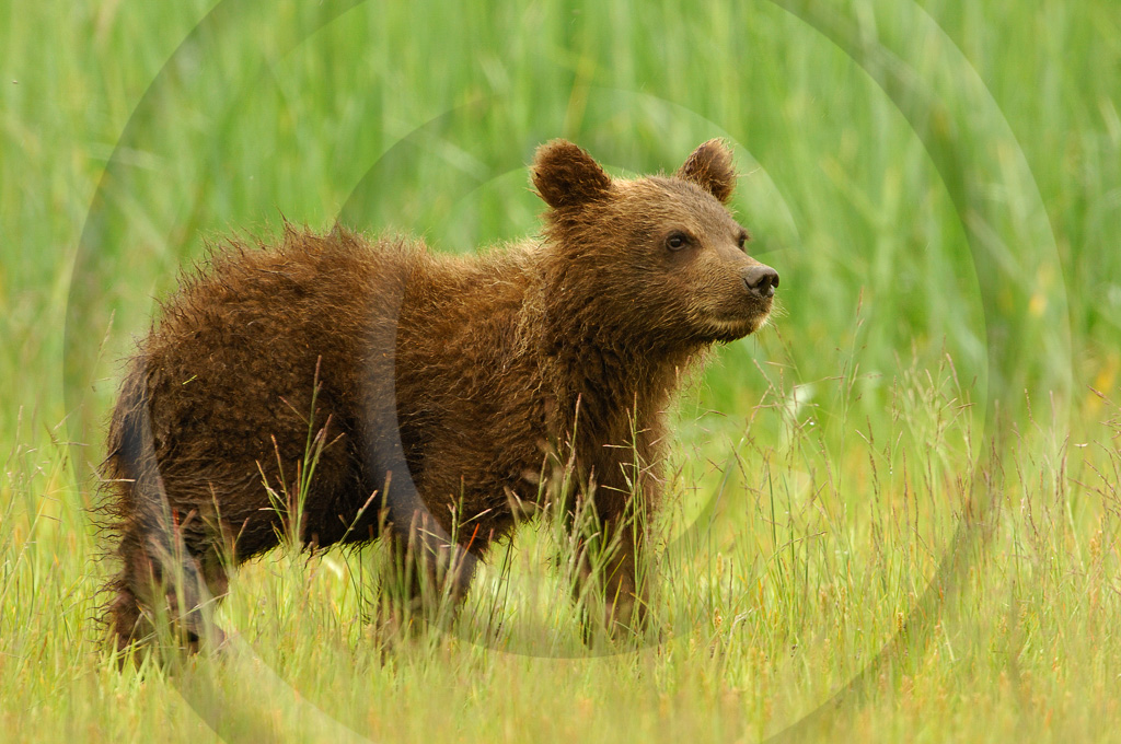 Grizzly Bear 29 -  ML-BE-GB_029_KX07876