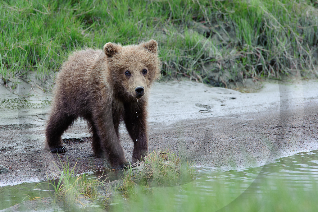 Grizzly Bear 62 -  ML-BE-GB_061_K332903