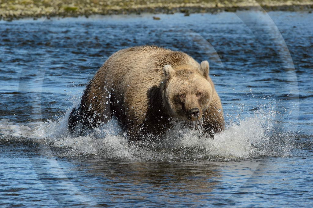 Grizzly Bear 71 - ML-BE-GB_071_K415066