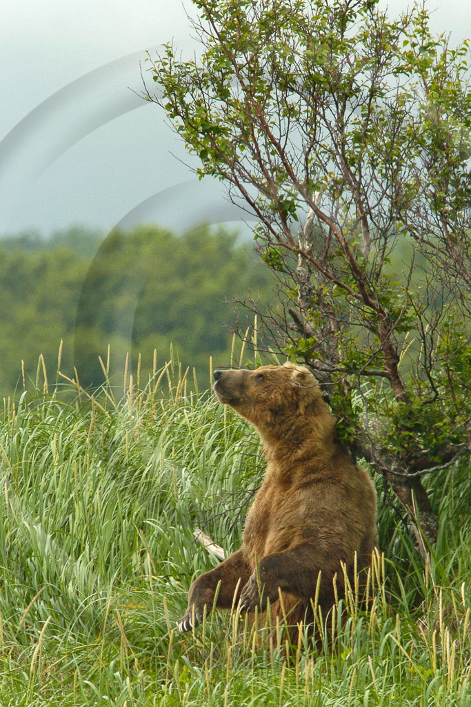 Grizzly Bear 9 -  ML-BE-GB_009_KED1595