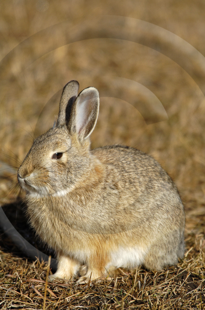 Hares 1 -  ML-HS-DC_001_DT_00051_20060103_114303__KD12784