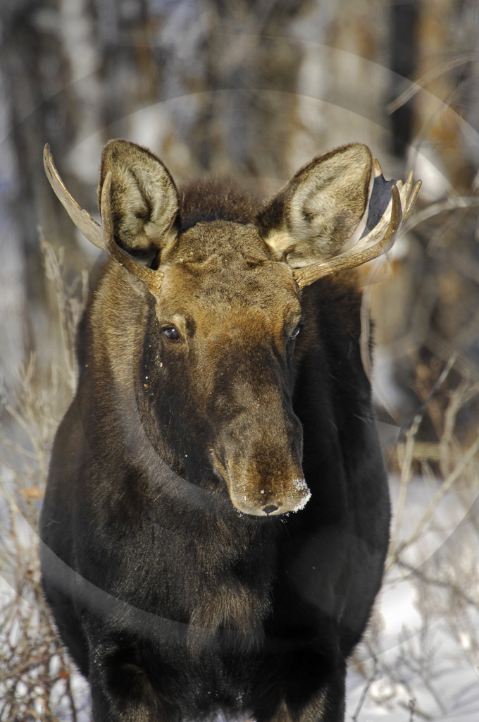 Moose 10 -  ML-AR-MO_010_KX01534