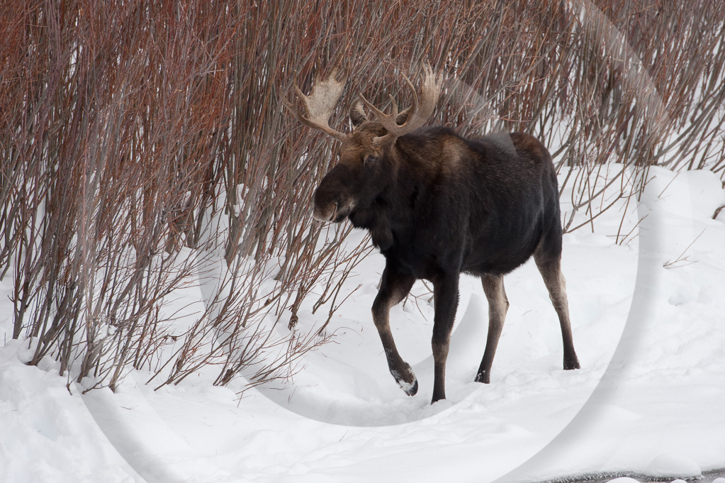 Moose 11 -  ML-AR-MO_011_K324965